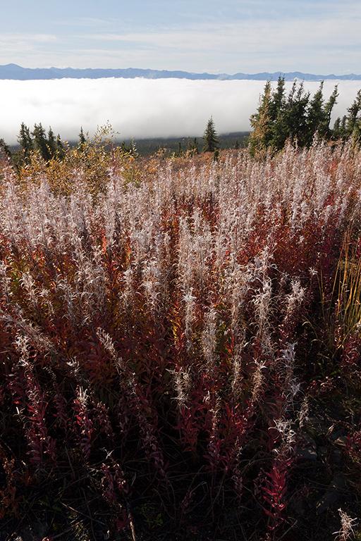 IMG_306.jpg - Fireweeds at the Dempster